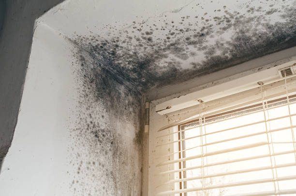 Trusted Attic Mold Removal service in Wake, VA - Cheap Mold Removal